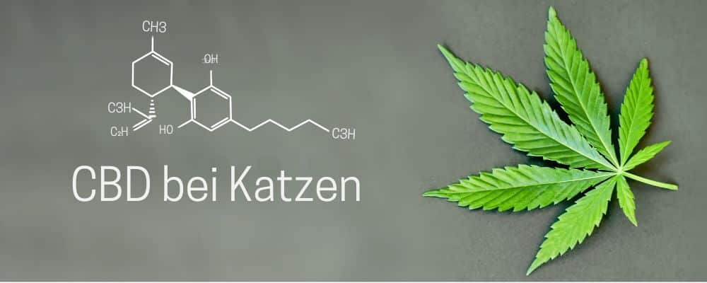 Einnahme, Dosierung und Wirkung von CBD bei Katzen.