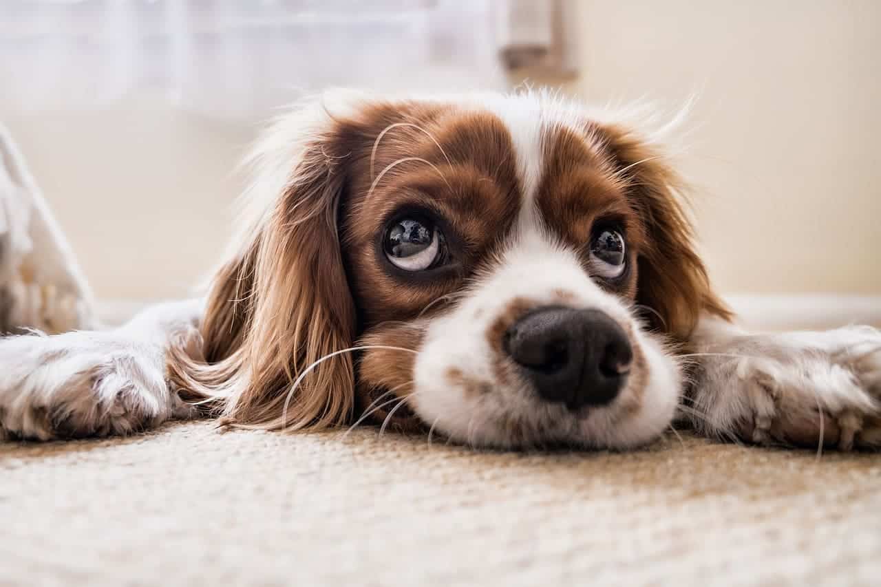 Wir erläutern, ob CBD für Hunde dem Vierbeiner mit seiner Wirkung helfen kann.